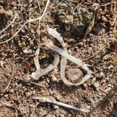 Aprasia parapulchella at Stromlo, ACT - 13 Nov 2020