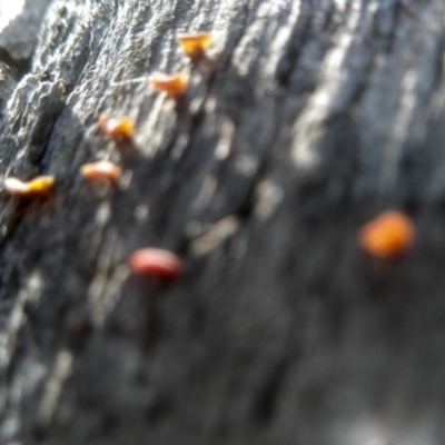 Dacryopinax spathularia at Cooma, NSW - 18 Apr 2023 by mahargiani