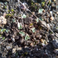 Riccia sorocarpa at Cooma North Ridge Reserve - 18 Apr 2023 by mahargiani