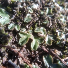 Unidentified Moss, Liverwort or Hornwort at Cooma, NSW - 18 Apr 2023 by mahargiani