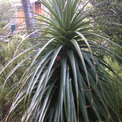 Richea pandanifolia (Pandani) at Cradle Mountain, TAS - 26 Jan 2011 by MatthewFrawley