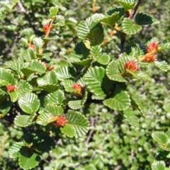 Nothofagus gunnii (Deciduous Beech) at Cradle Mountain, TAS - 28 Jan 2011 by MatthewFrawley