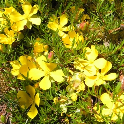 Hibbertia procumbens (Spreading Guinea-flower) at Lake Saint Clair, TAS - 29 Jan 2011 by MatthewFrawley