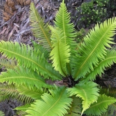 Blechnum nudum (Fishbone Water Fern) at Lake Saint Clair, TAS - 30 Jan 2011 by MatthewFrawley