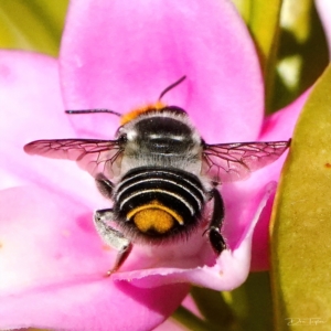 Megachile (Eutricharaea) maculariformis at Page, ACT - 19 Apr 2023