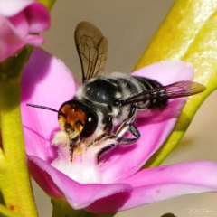 Megachile (Eutricharaea) maculariformis at Page, ACT - 19 Apr 2023 10:07 AM