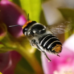 Megachile (Eutricharaea) maculariformis at Page, ACT - 19 Apr 2023 10:07 AM