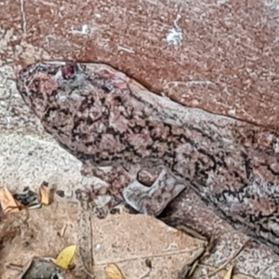 Christinus marmoratus (Southern Marbled Gecko) at Isaacs, ACT - 19 Apr 2023 by Mike