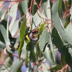 Delias nigrina (Black Jezebel) at Stromlo, ACT - 19 Apr 2023 by rawshorty