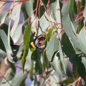 Delias nigrina at Stromlo, ACT - 19 Apr 2023