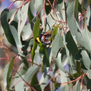 Delias nigrina at Stromlo, ACT - 19 Apr 2023