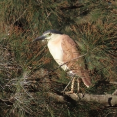 Nycticorax caledonicus (Nankeen Night-Heron) at Giralang Wetlands - 19 Apr 2023 by BenW