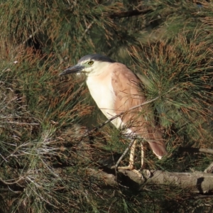 Nycticorax caledonicus at Giralang, ACT - 19 Apr 2023