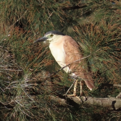 Nycticorax caledonicus (Nankeen Night-Heron) at Giralang, ACT - 19 Apr 2023 by BenW