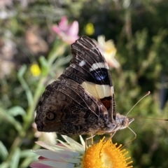 Vanessa itea (Yellow Admiral) at Acton, ACT - 19 Apr 2023 by Steve_Bok