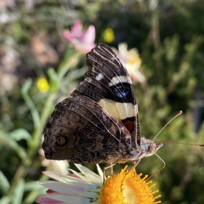 Vanessa itea (Yellow Admiral) at ANBG - 19 Apr 2023 by Steve_Bok
