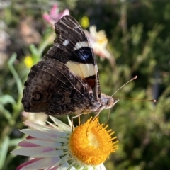 Vanessa itea at Acton, ACT - 19 Apr 2023 01:04 PM