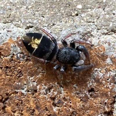 Apricia jovialis (Jovial jumping spider) at Acton, ACT - 19 Apr 2023 by Steve_Bok