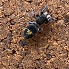 Apricia jovialis at Acton, ACT - 19 Apr 2023