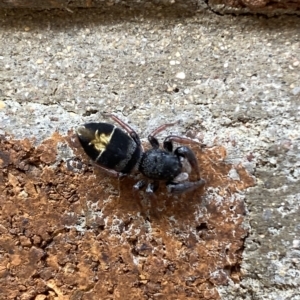 Apricia jovialis at Acton, ACT - 19 Apr 2023 01:43 PM