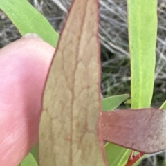 Hakea salicifolia (Willow-leaved Hakea) at Aranda, ACT - 19 Apr 2023 by lbradley