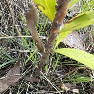 Hakea salicifolia at Aranda, ACT - 19 Apr 2023