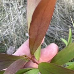 Hakea salicifolia at Aranda, ACT - 19 Apr 2023 04:37 PM