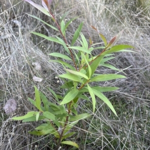 Hakea salicifolia at Aranda, ACT - 19 Apr 2023 04:37 PM