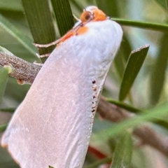Thalaina selenaea (Orange-rimmed Satin Moth) at Hughes, ACT - 19 Apr 2023 by LisaH