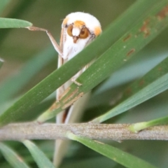 Thalaina selenaea at Hughes, ACT - 19 Apr 2023