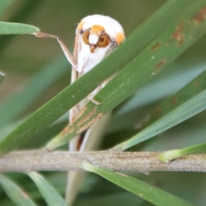 Thalaina selenaea at Hughes, ACT - 19 Apr 2023