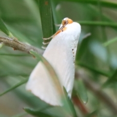 Thalaina selenaea at Hughes, ACT - 19 Apr 2023 04:12 PM