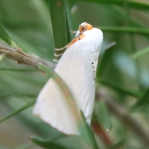 Thalaina selenaea at Hughes, ACT - 19 Apr 2023