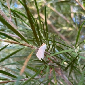 Thalaina selenaea at Hughes, ACT - 19 Apr 2023