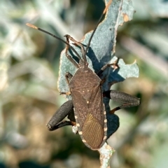 Amorbus sp. (genus) (Eucalyptus Tip bug) at Hughes, ACT - 19 Apr 2023 by LisaH