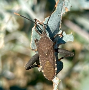 Amorbus sp. (genus) at Hughes, ACT - 19 Apr 2023