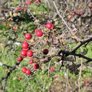 Crataegus monogyna at Molonglo Valley, ACT - 18 Apr 2023