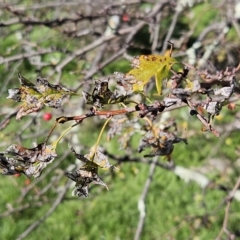 Crataegus monogyna at Molonglo Valley, ACT - 18 Apr 2023