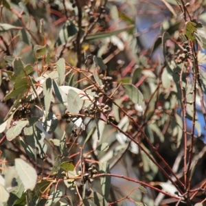 Eucalyptus bridgesiana at Wanniassa Hill - 19 Apr 2023