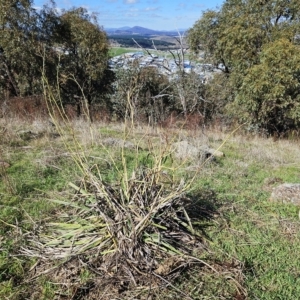 Dianella sp. aff. longifolia (Benambra) at Molonglo Valley, ACT - 18 Apr 2023 10:19 AM