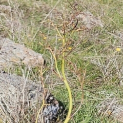 Dianella sp. aff. longifolia (Benambra) at Molonglo Valley, ACT - 18 Apr 2023 10:19 AM