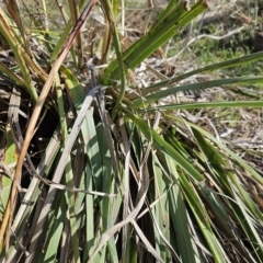 Dianella sp. aff. longifolia (Benambra) at Molonglo Valley, ACT - 18 Apr 2023 10:19 AM