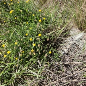 Calotis lappulacea at Molonglo Valley, ACT - 18 Apr 2023