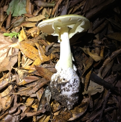 Amanita phalloides (Death Cap) at Deakin, ACT by Minz