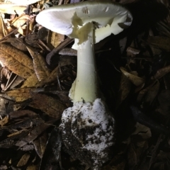 Amanita phalloides at Deakin, ACT - 19 Apr 2023