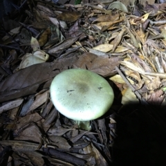 Amanita phalloides at Deakin, ACT - 19 Apr 2023