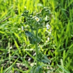 Hackelia suaveolens (Sweet Hounds Tongue) at The Pinnacle - 18 Apr 2023 by sangio7