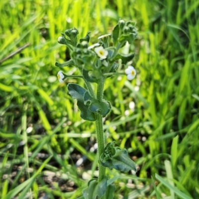 Hackelia suaveolens (Sweet Hounds Tongue) at Molonglo Valley, ACT - 18 Apr 2023 by sangio7