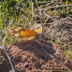 Heteronympha merope (Common Brown Butterfly) at Pearce, ACT - 17 Apr 2023 by BarrieR