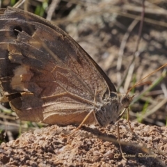 Heteronympha merope at Pearce, ACT - 18 Apr 2023 09:47 AM